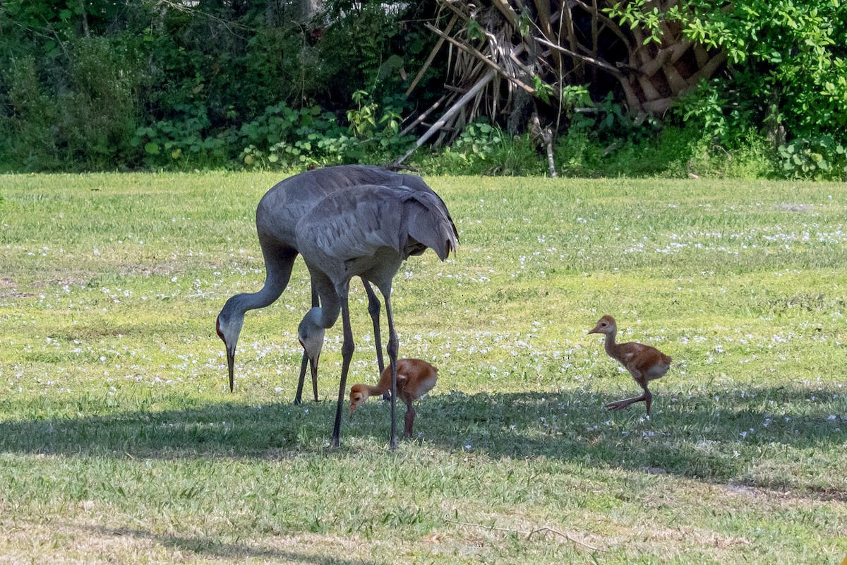 Sandhill Crane - ML632703328
