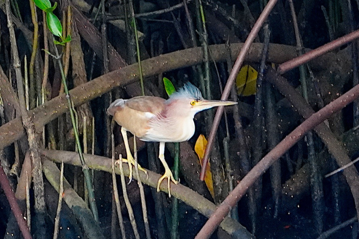 Yellow Bittern - ML632703443