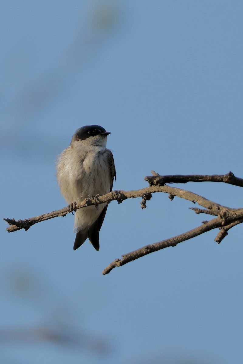 Tumbes Swallow - ML632703457