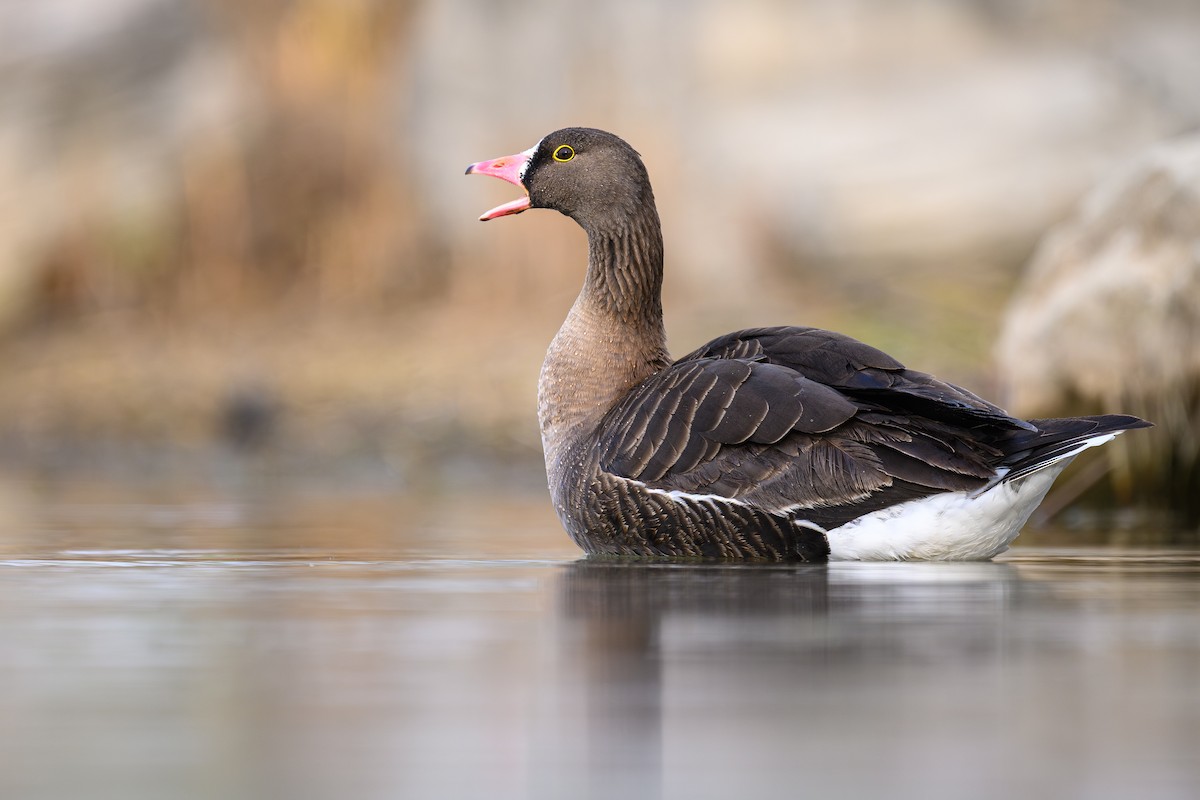 Lesser White-fronted Goose - ML632703466