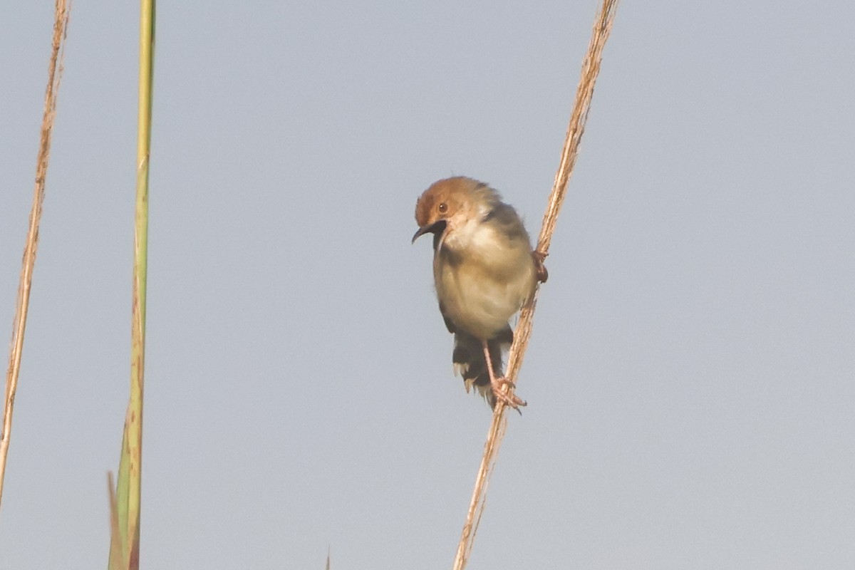 Carruthers's Cisticola - ML632703513