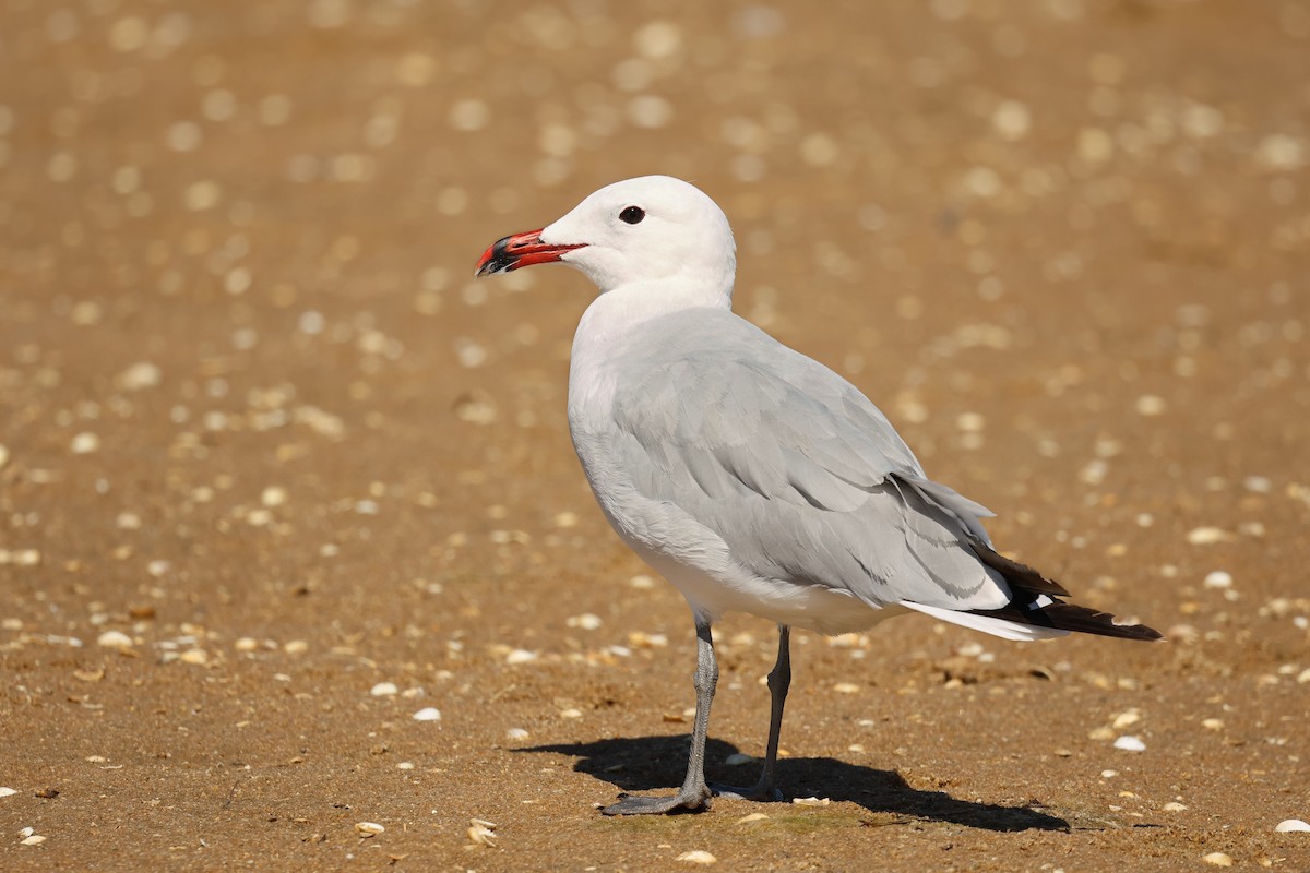 Audouin's Gull - Tiago Guerreiro