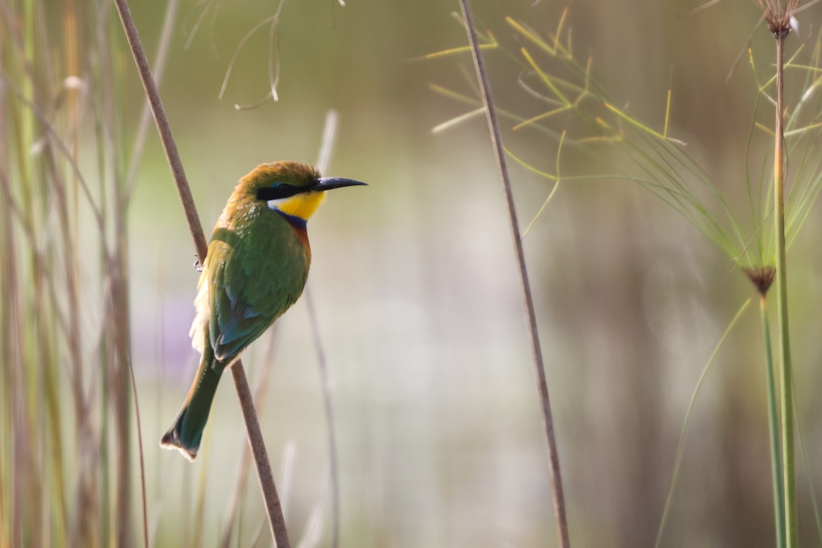 Blue-breasted Bee-eater - ML632703541
