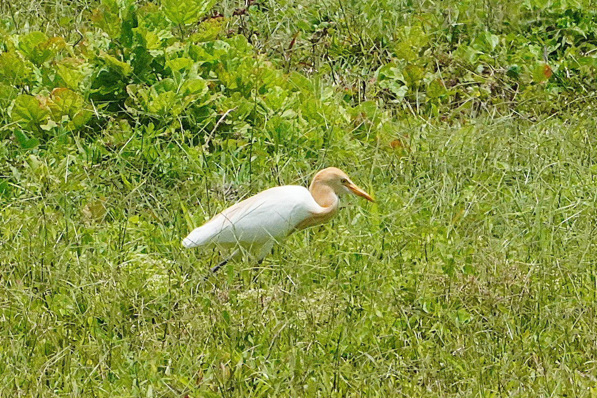 Eastern Cattle-Egret - ML632703571