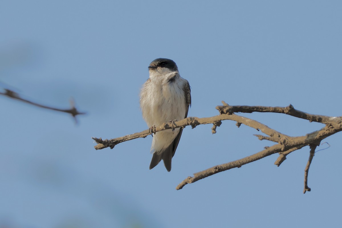 Tumbes Swallow - ML632703572