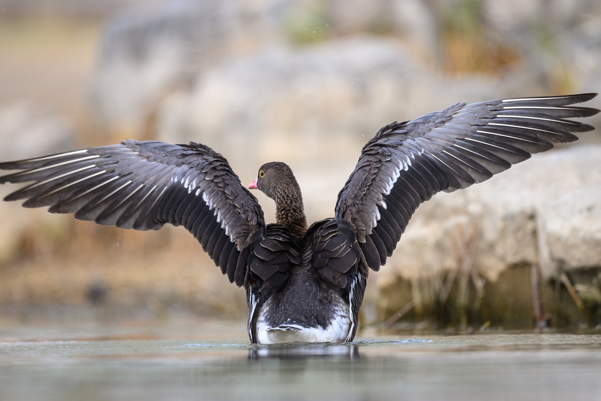 Lesser White-fronted Goose - ML632703574