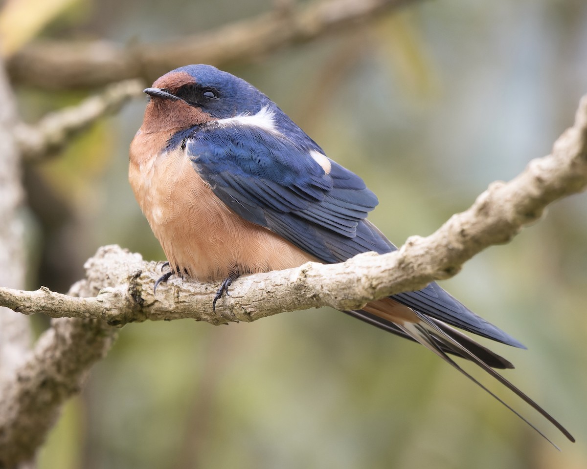 Barn Swallow - ML632703804