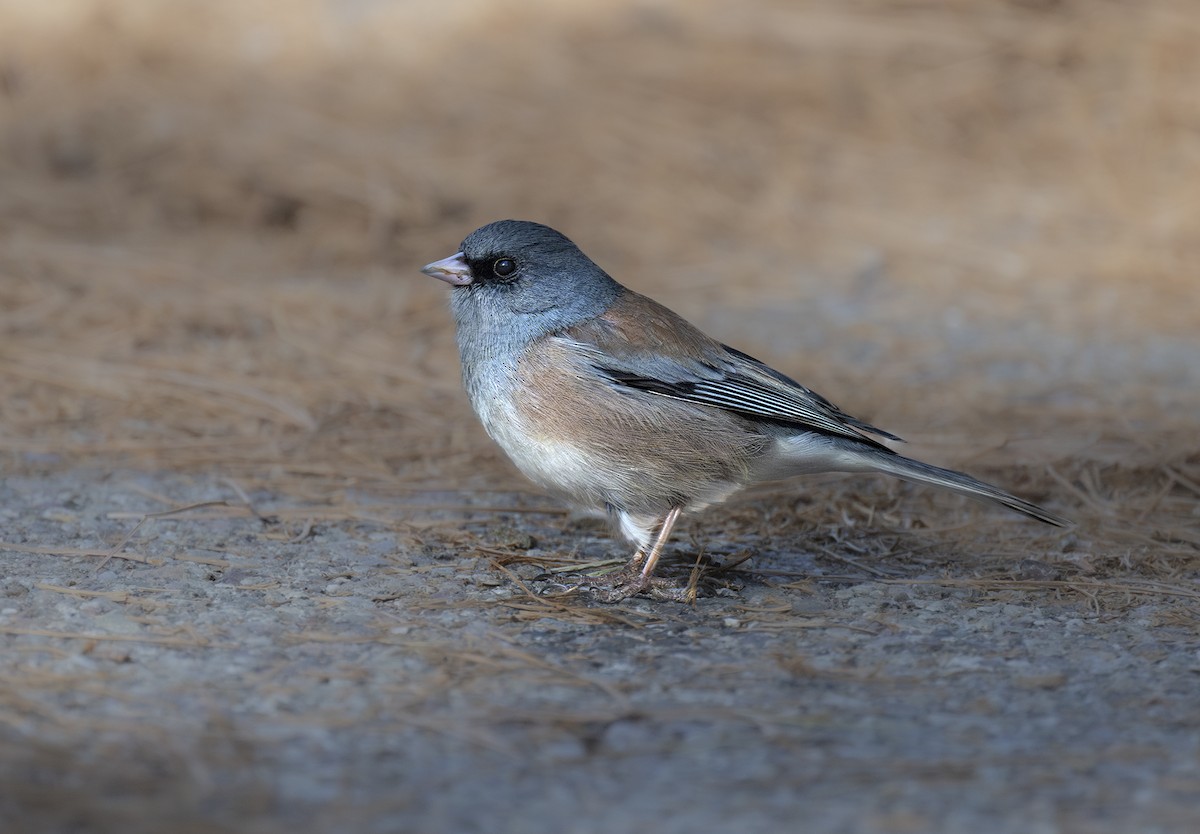 Dark-eyed Junco - ML632703880