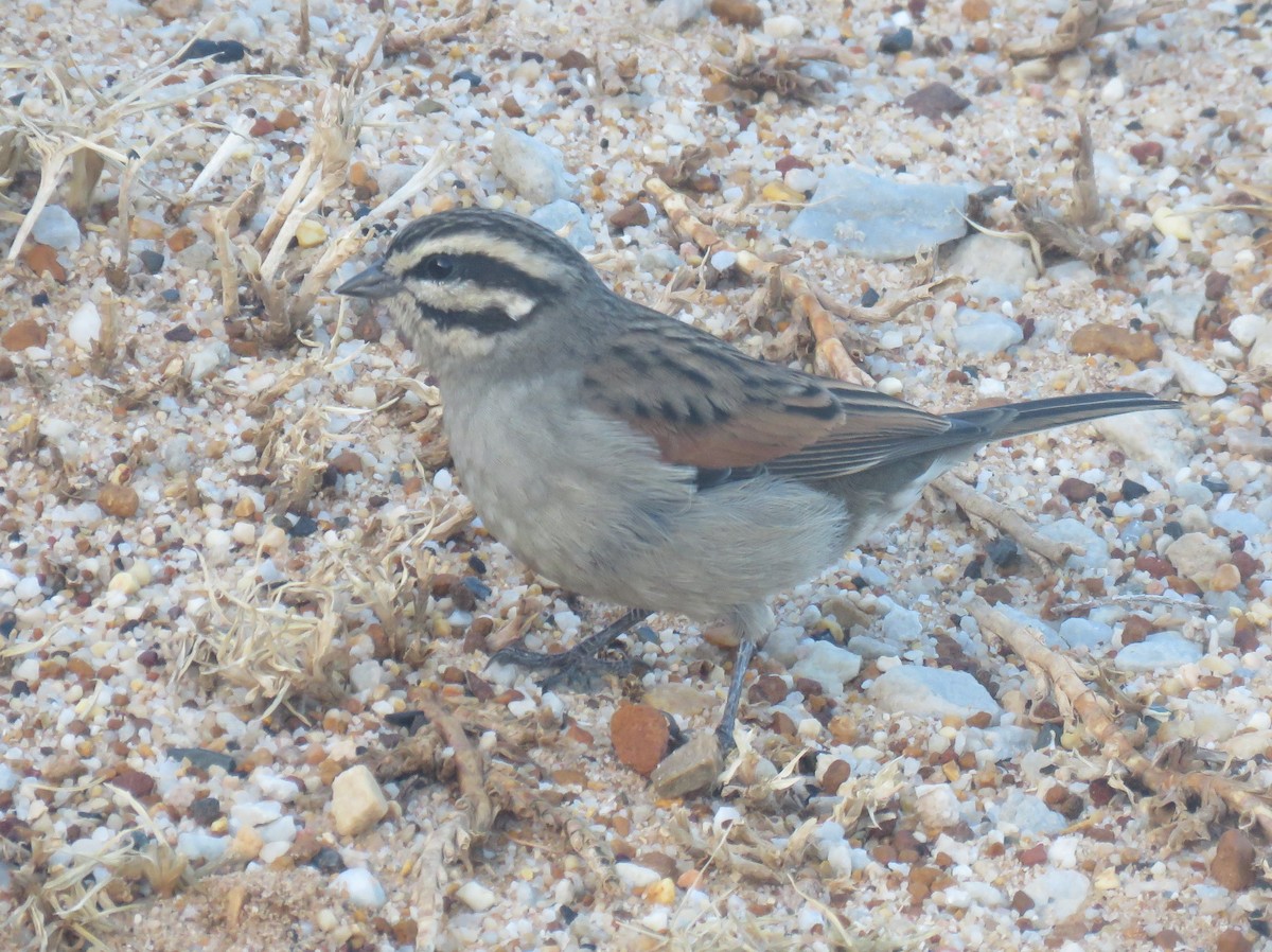 Cape Bunting (Cape) - ML632704069