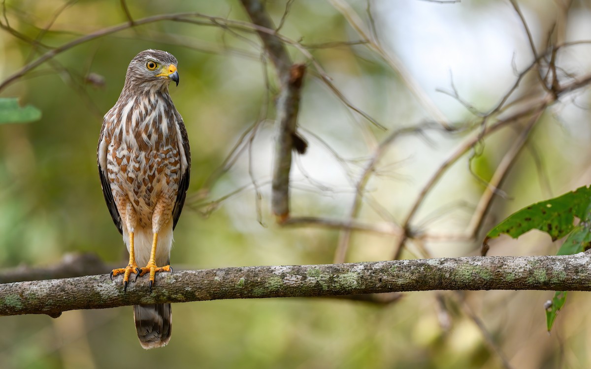 Roadside Hawk (Northern) - ML632704098