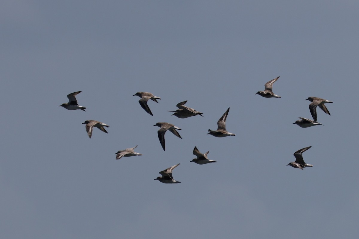 Bar-tailed Godwit - ML632704105