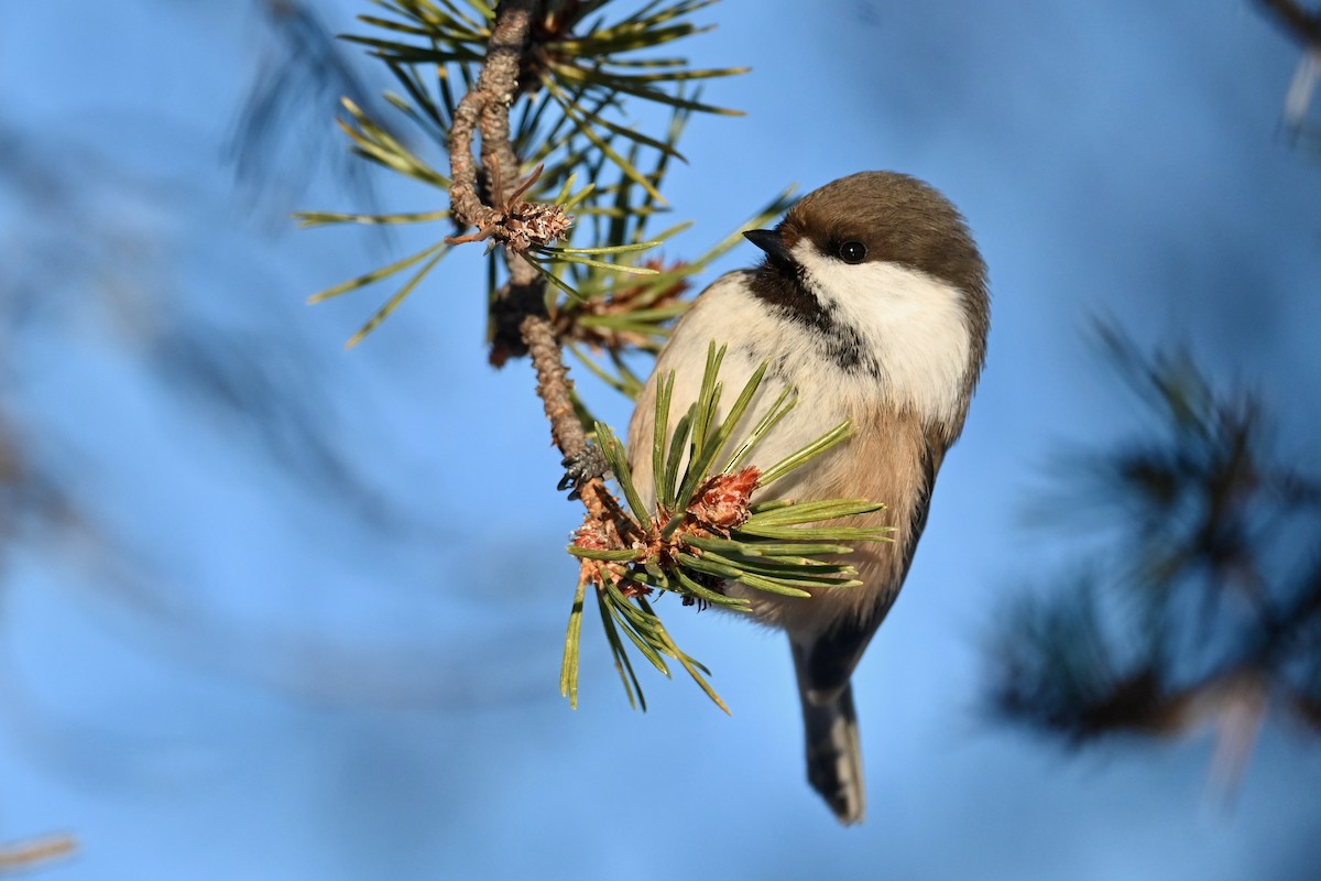 Gray-headed Chickadee - ML632704125