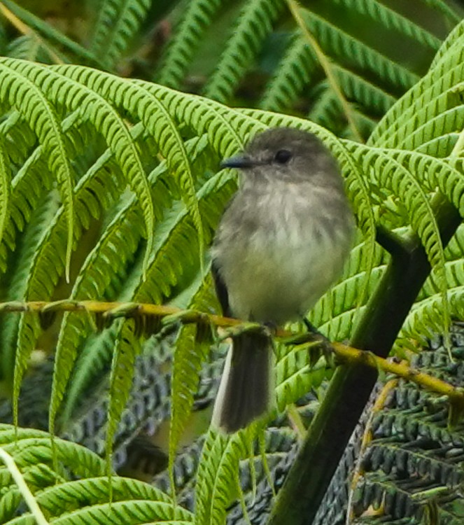 Olive-chested Flycatcher - ML632704140