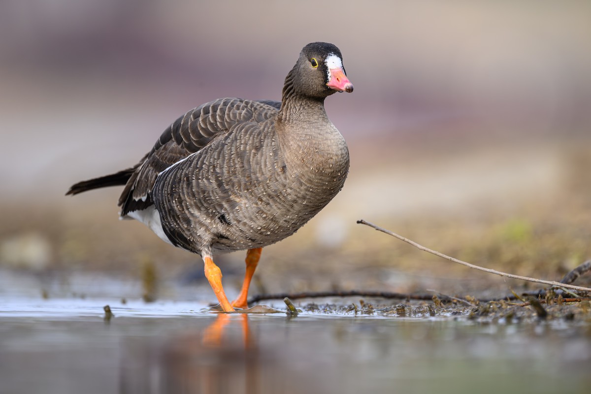 Lesser White-fronted Goose - ML632704230
