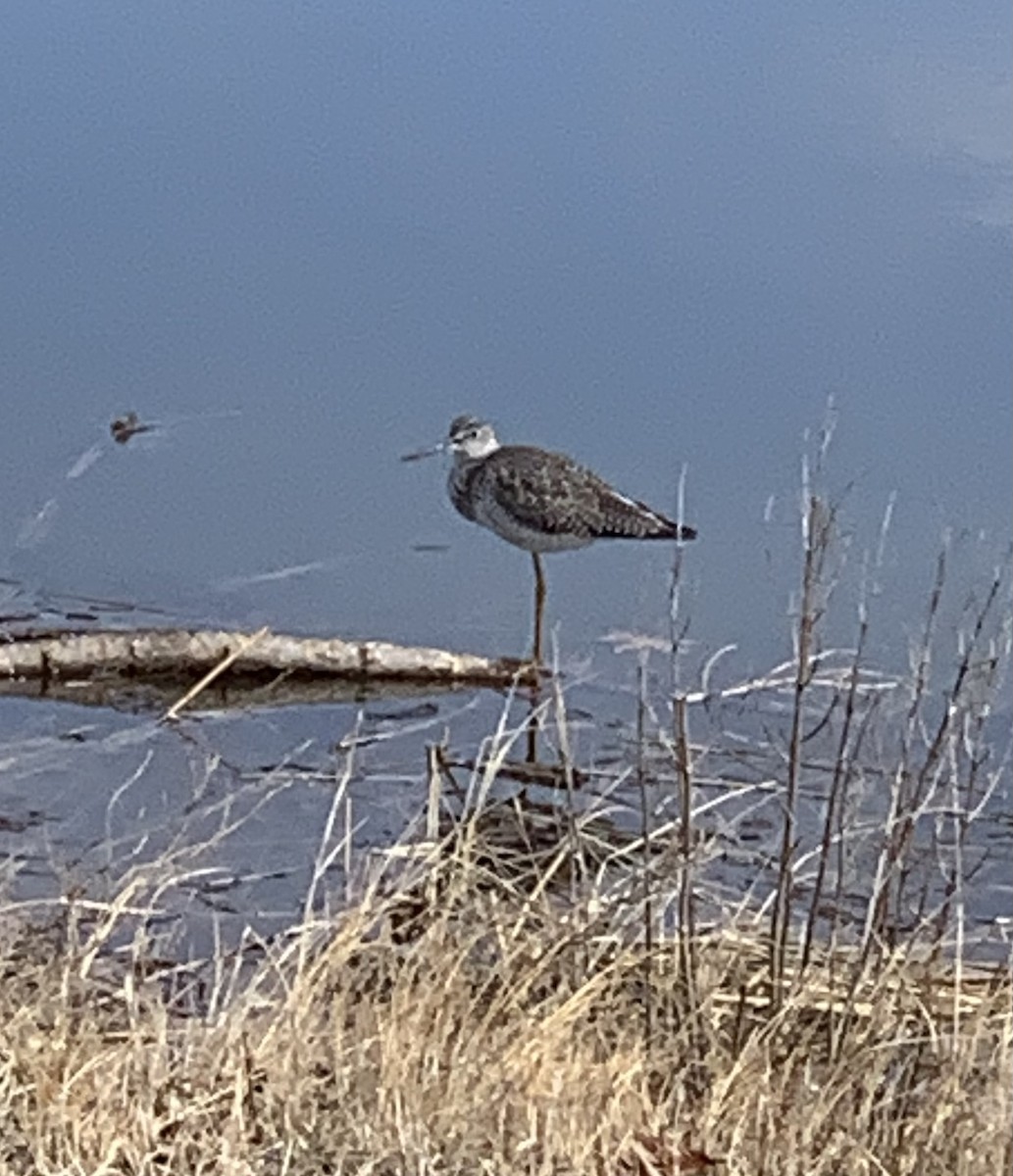 Greater Yellowlegs - ML632704319