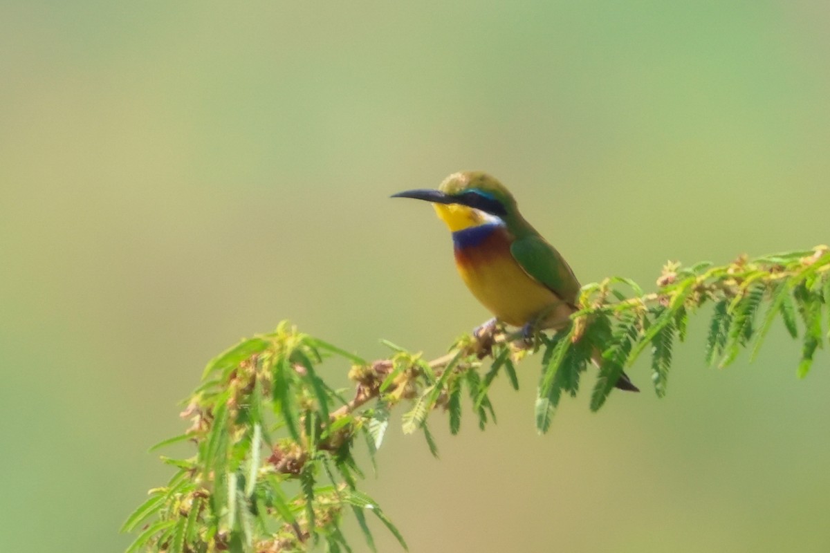 Blue-breasted Bee-eater - ML632704321
