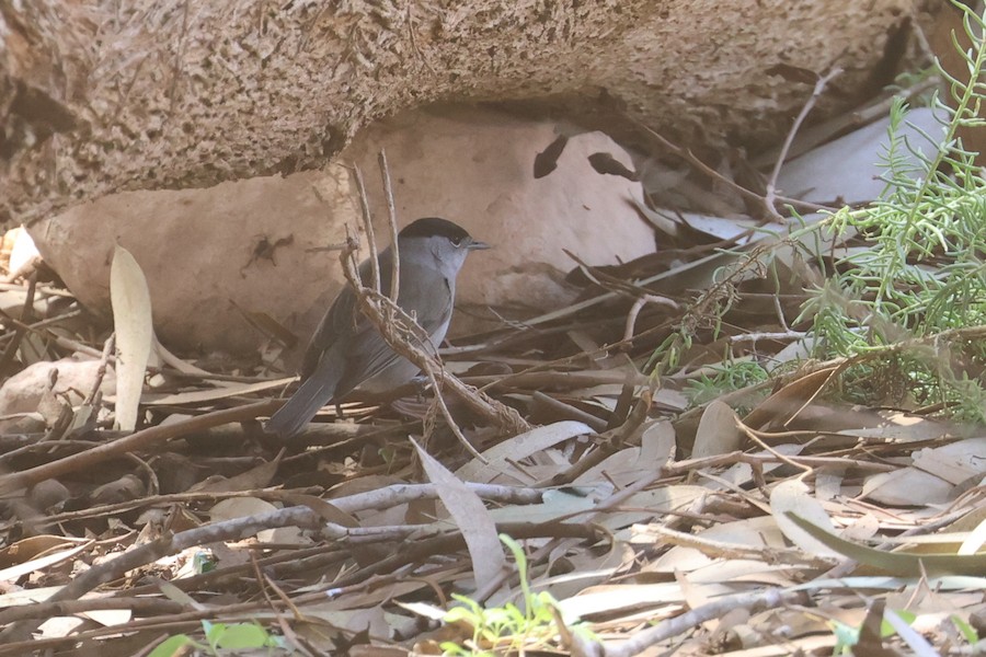 Eurasian Blackcap - Charley Hesse