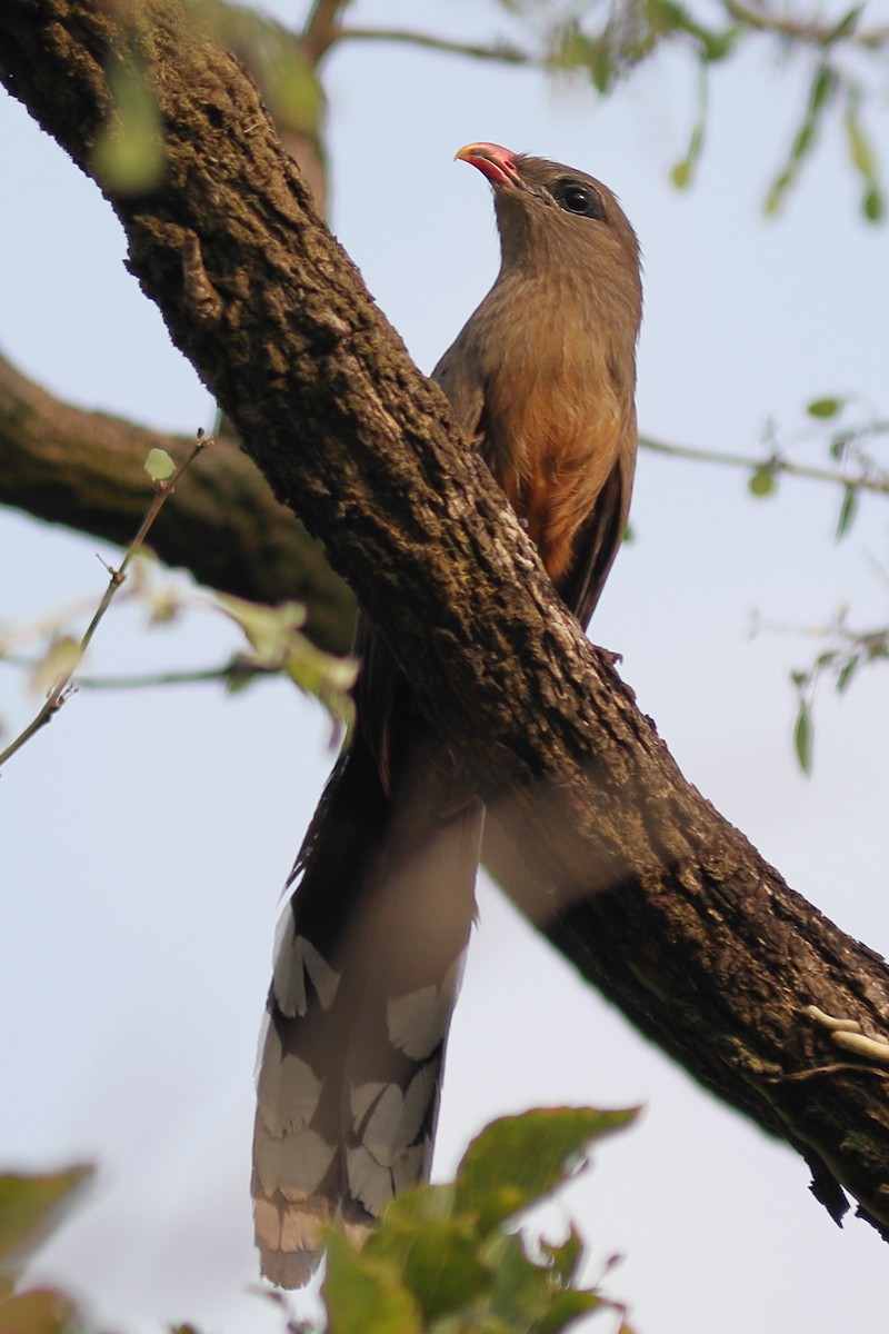 Sirkeer Malkoha - ML632704586