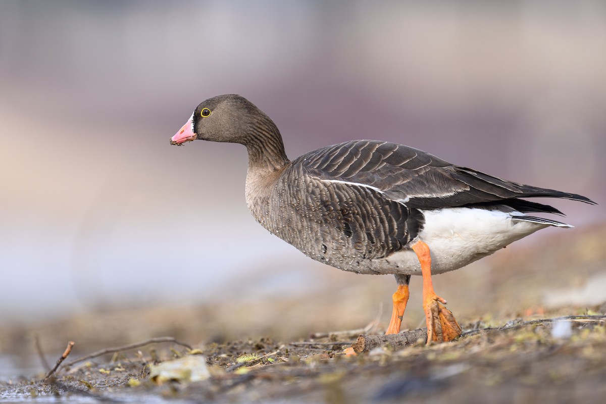 Lesser White-fronted Goose - ML632704602