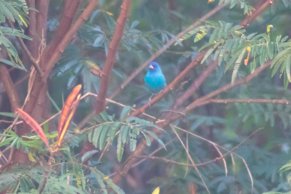 Indigo Bunting - ML632704711