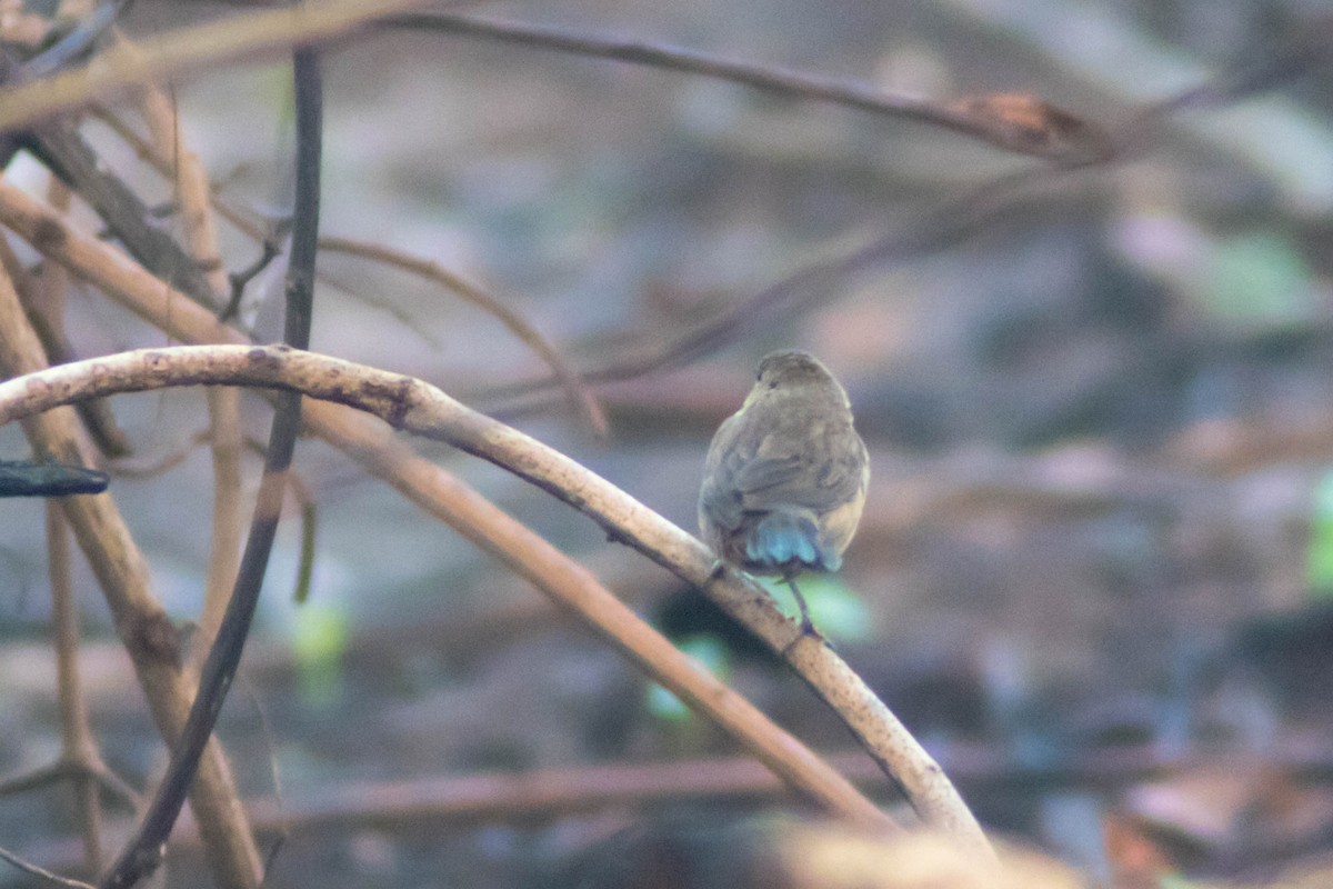 Indigo Bunting - ML632704712