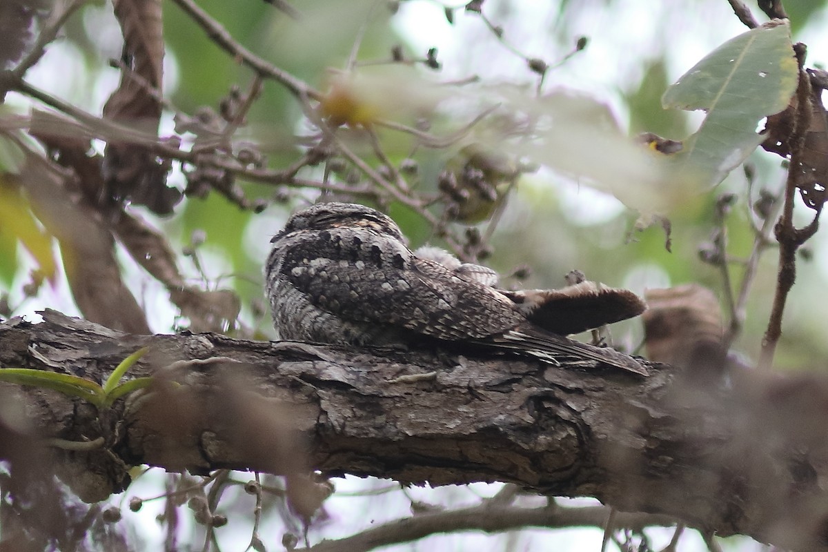 Jungle Nightjar - ML632704736