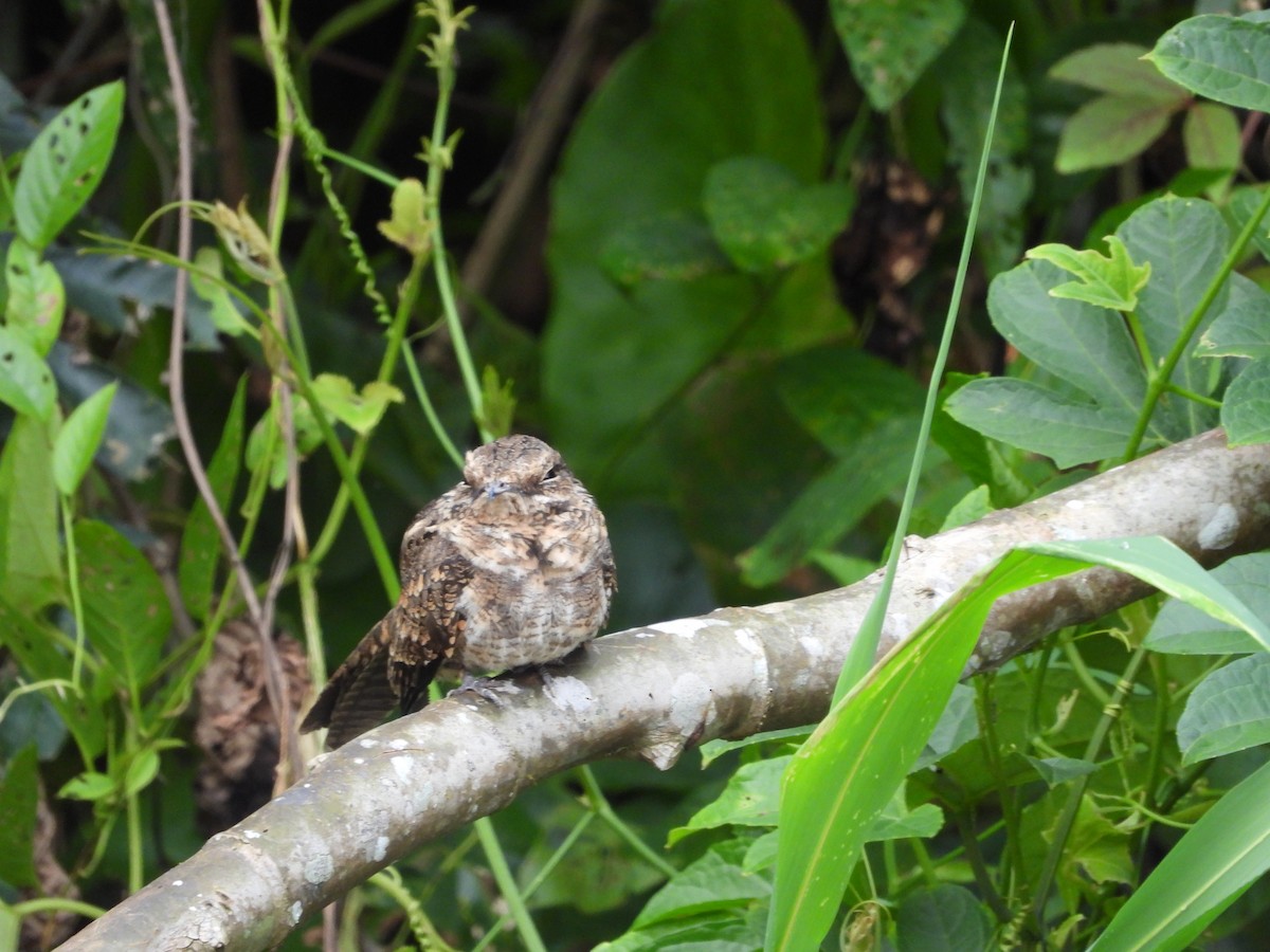 Ladder-tailed Nightjar - ML632704770