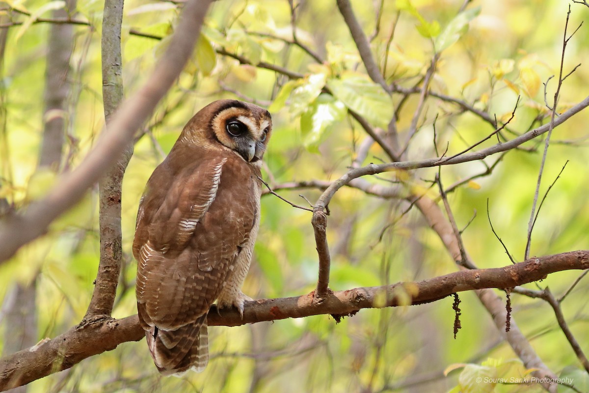 Brown Wood-Owl - ML632704776