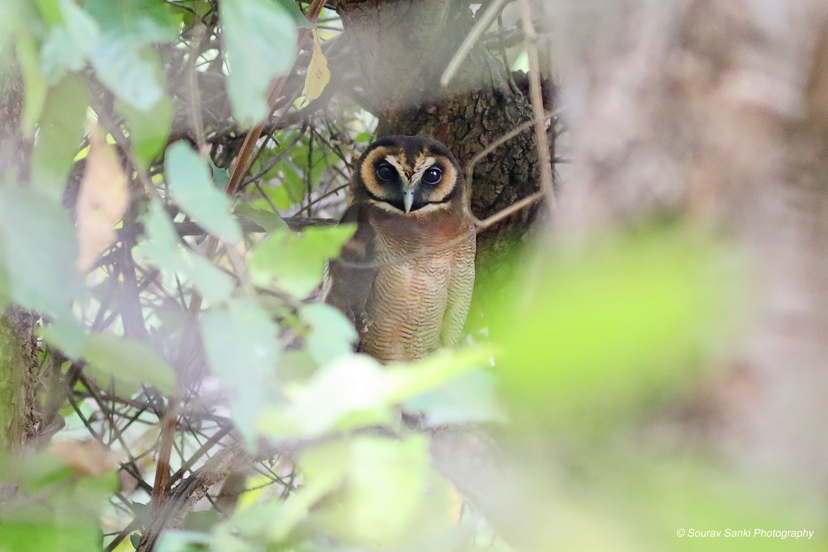 Brown Wood-Owl - ML632704777