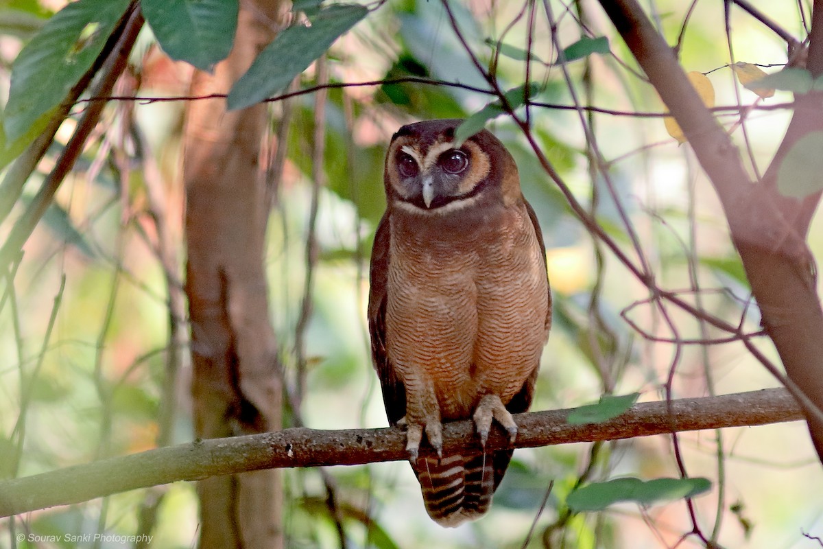 Brown Wood-Owl - ML632704778