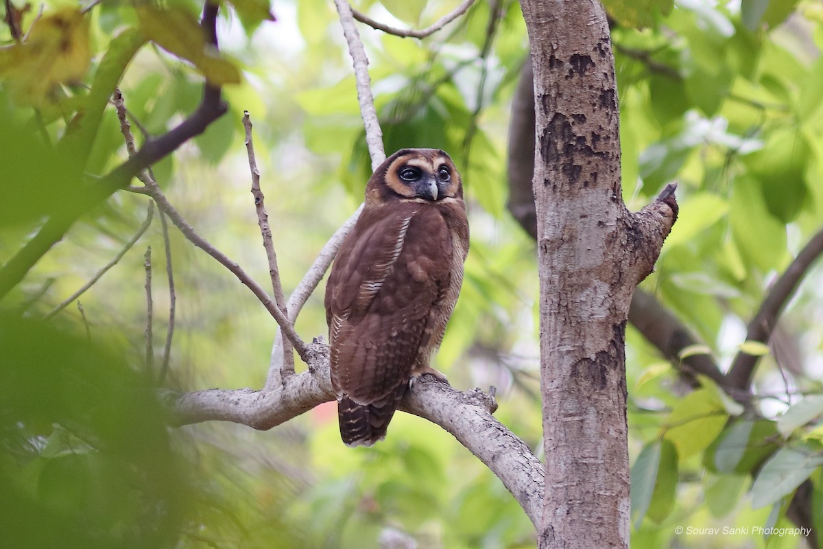 Brown Wood-Owl - ML632704779