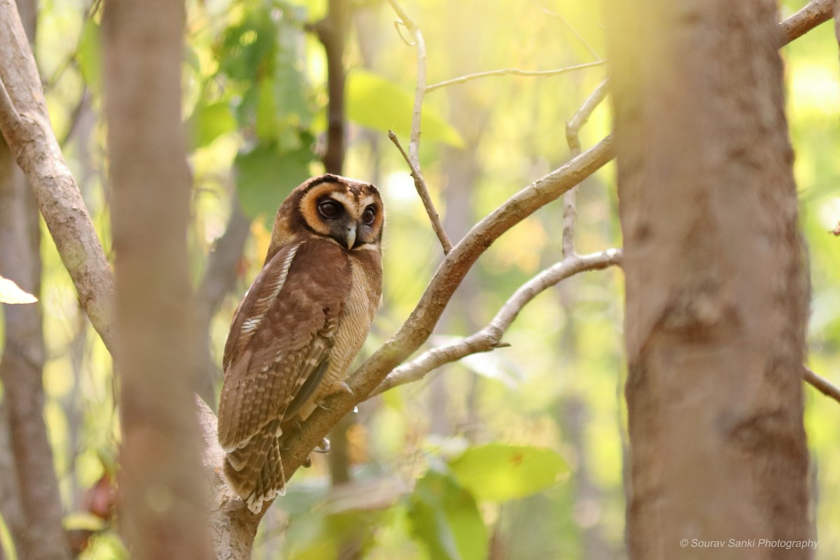 Brown Wood-Owl - ML632704780