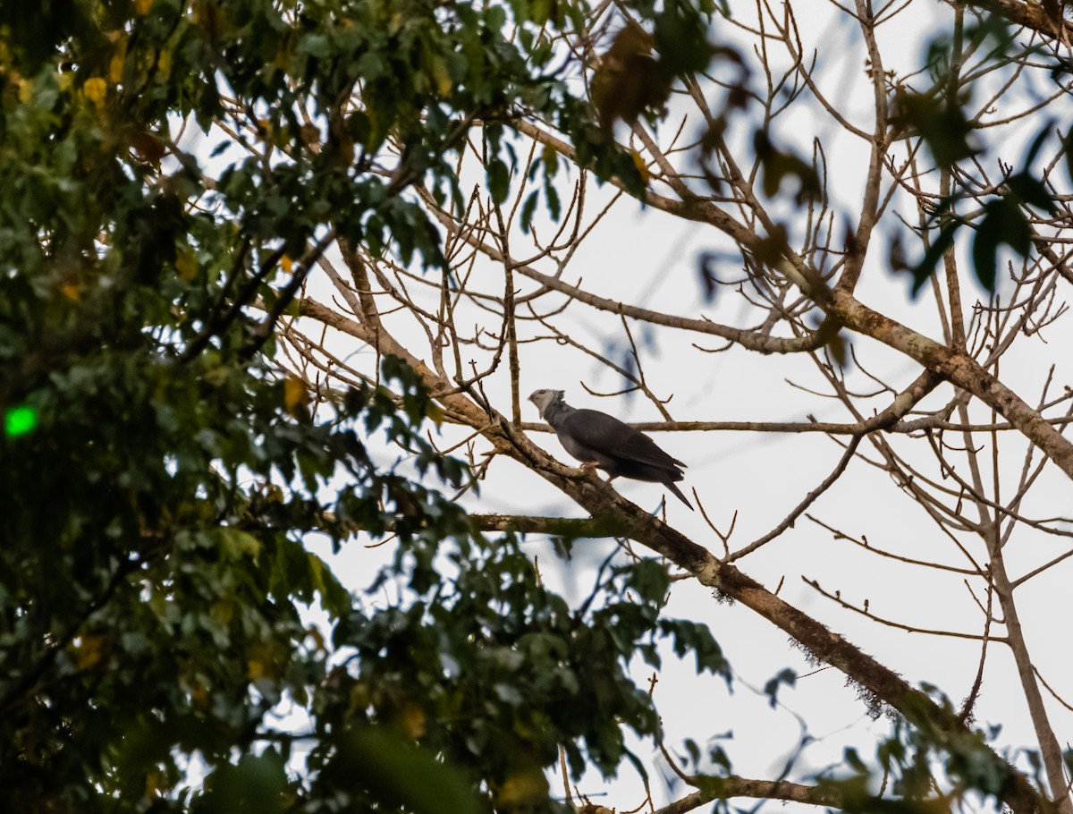 Andaman Wood-Pigeon - ML632704824