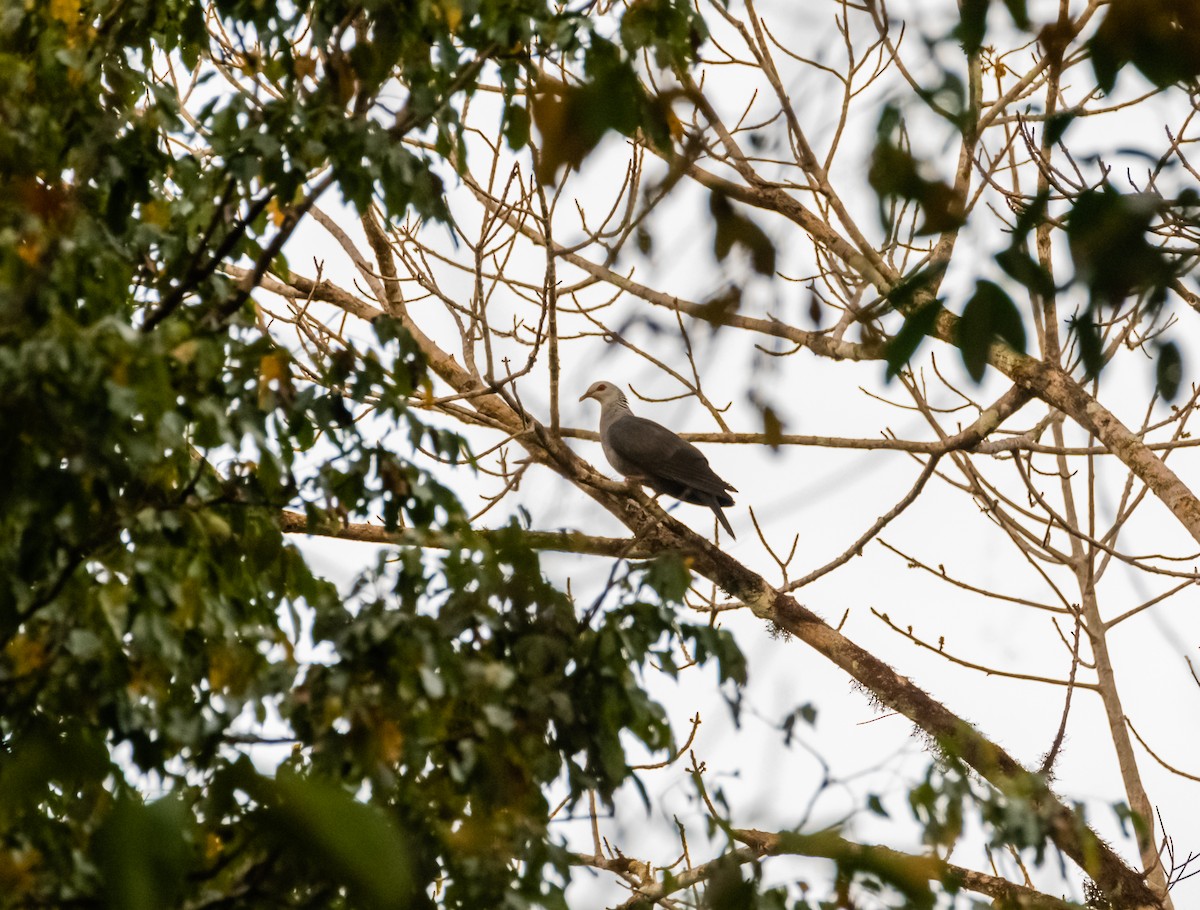Andaman Wood-Pigeon - ML632704825