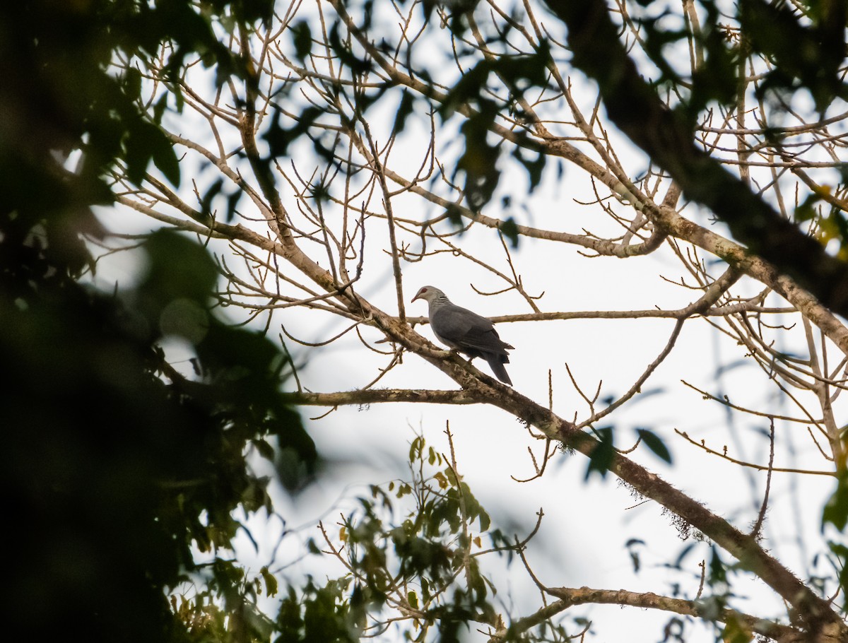 Andaman Wood-Pigeon - ML632704827