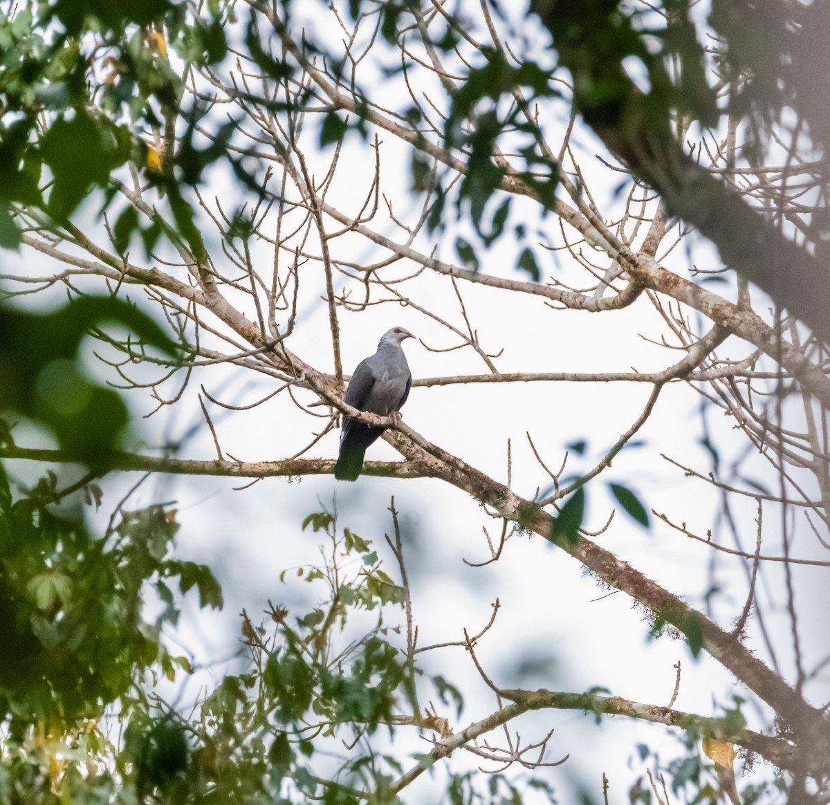 Andaman Wood-Pigeon - ML632704828