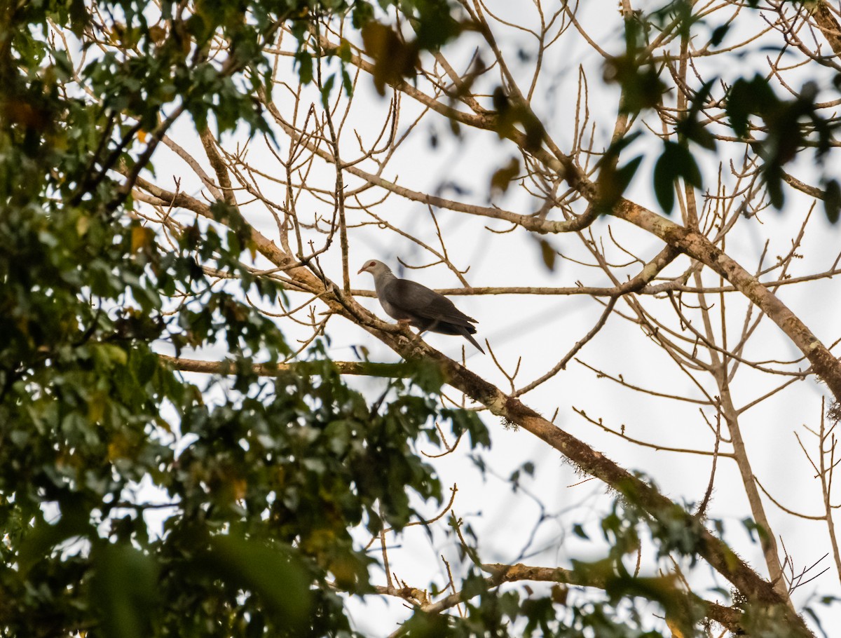 Andaman Wood-Pigeon - ML632704829