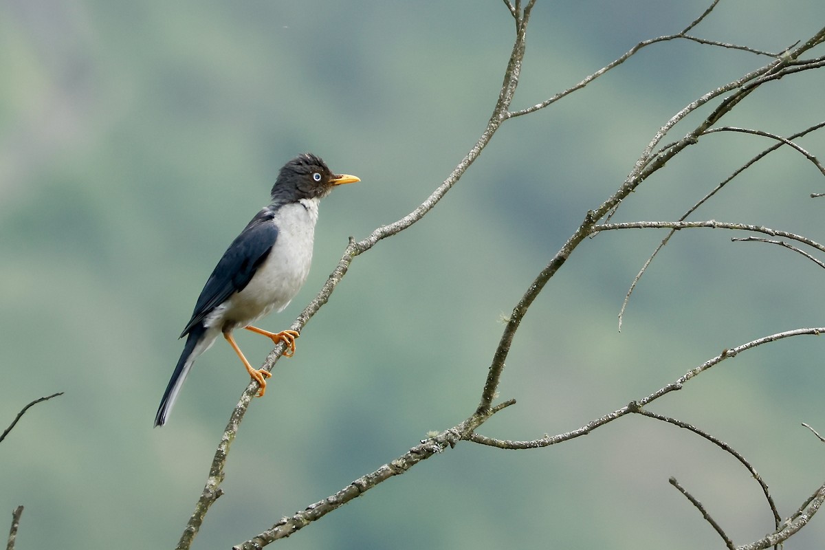 Plumbeous-backed Thrush - ML632704871