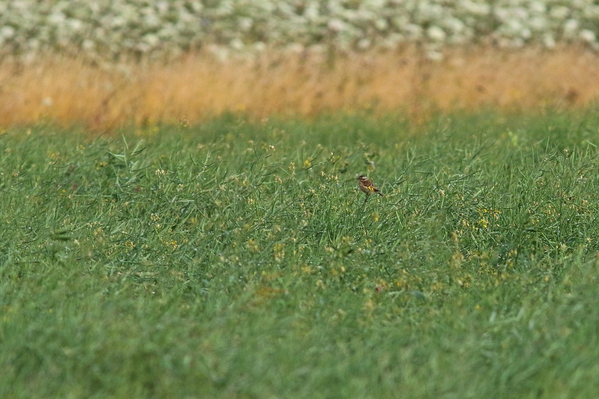 Whinchat - ML632704916