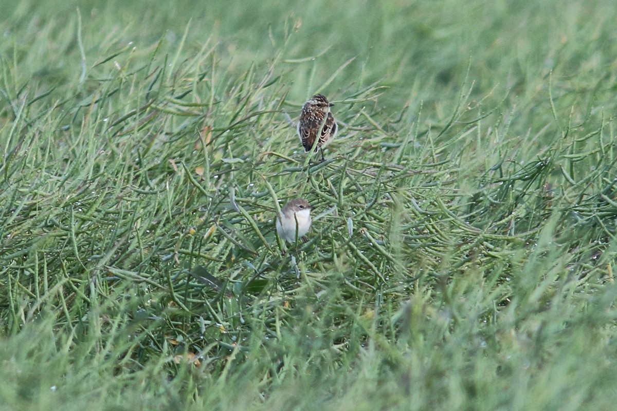 Whinchat - ML632704917