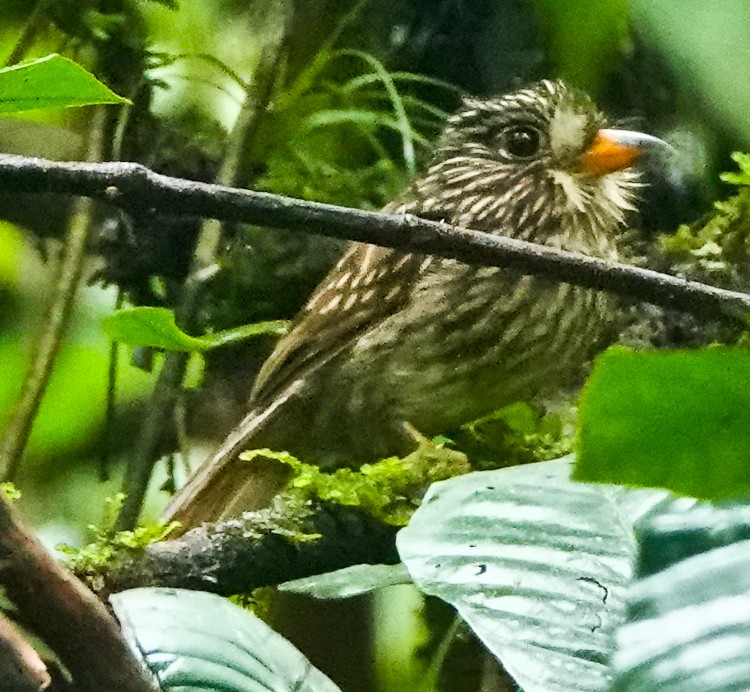 White-chested Puffbird - ML632705030