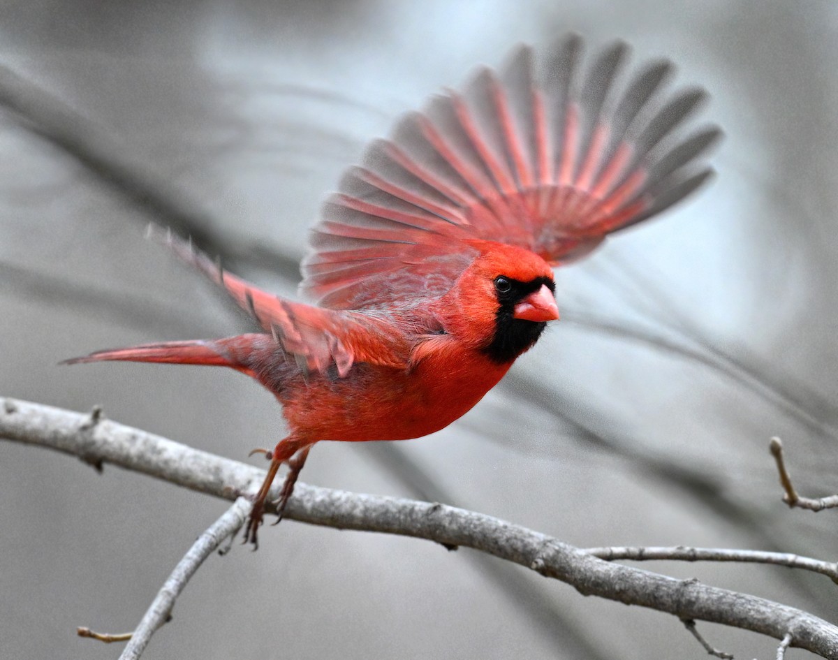 Northern Cardinal - ML632705251