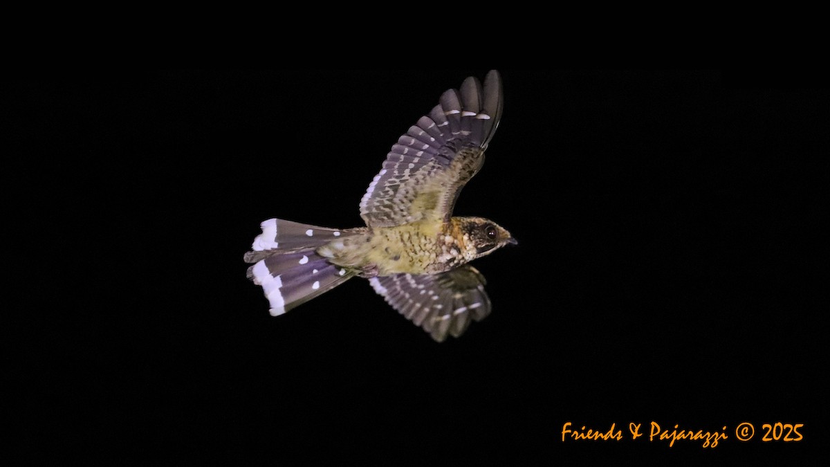 Spot-tailed Nightjar - ML632705277