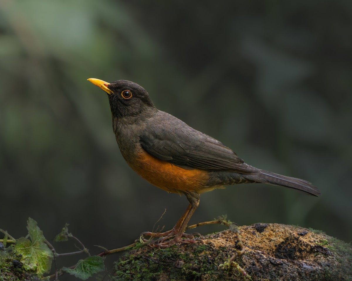 Chestnut-bellied Thrush - ML632705320