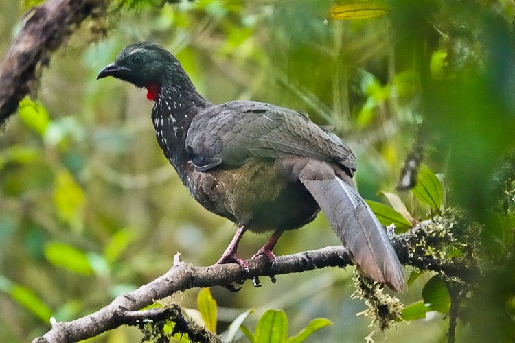 Bearded Guan - ML632705632