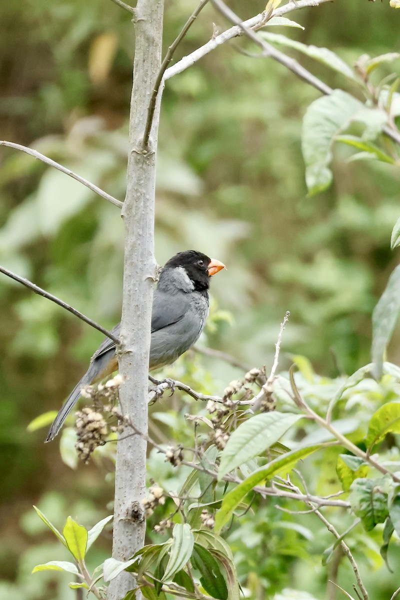 Black-cowled Saltator - ML632705823