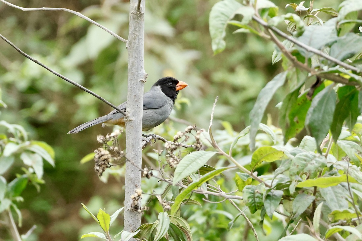 Black-cowled Saltator - ML632705824