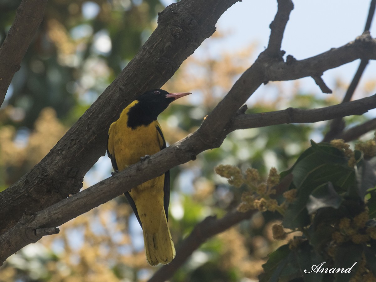 Black-hooded Oriole - ML632705838