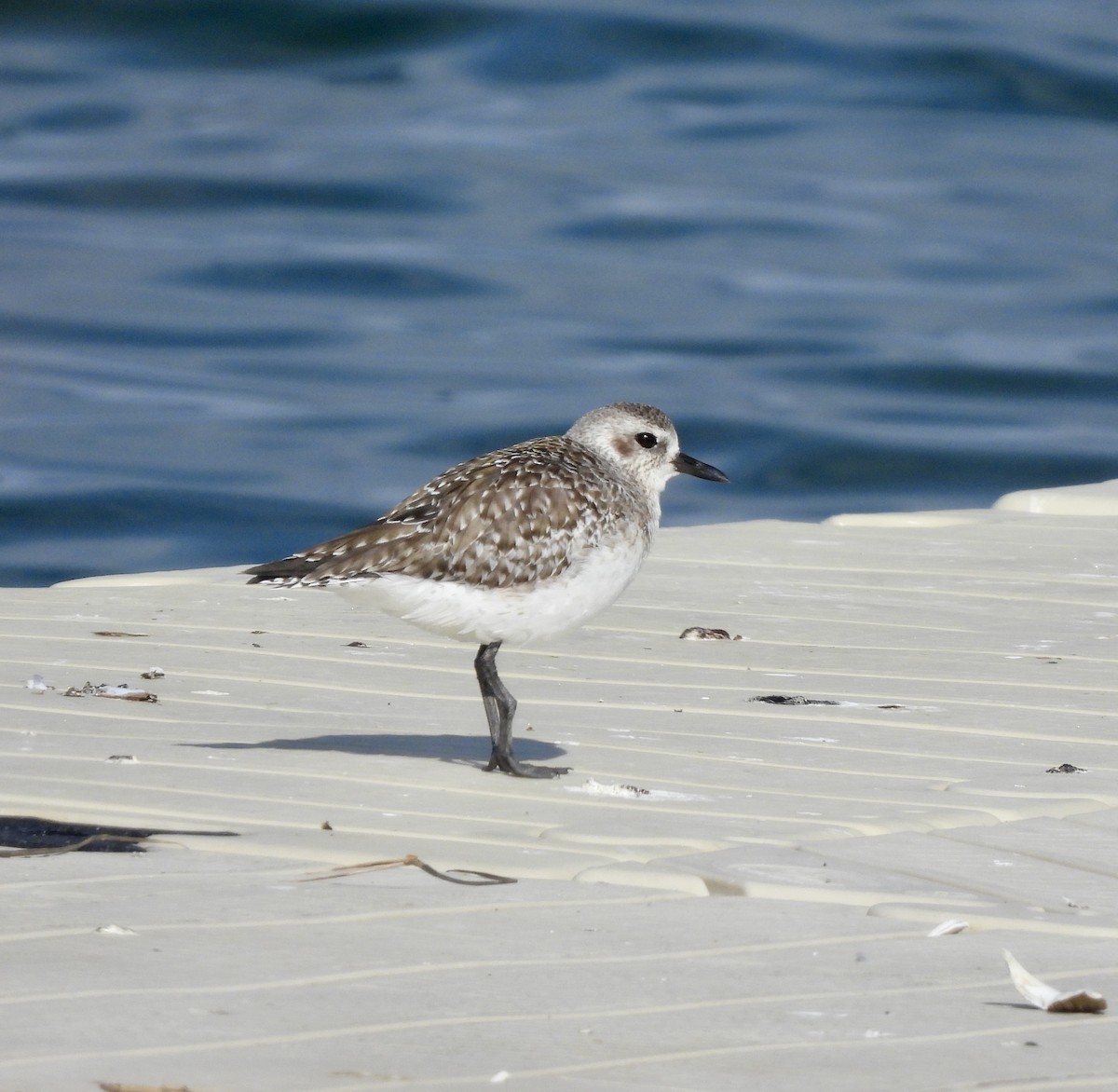 Black-bellied Plover - ML632706147