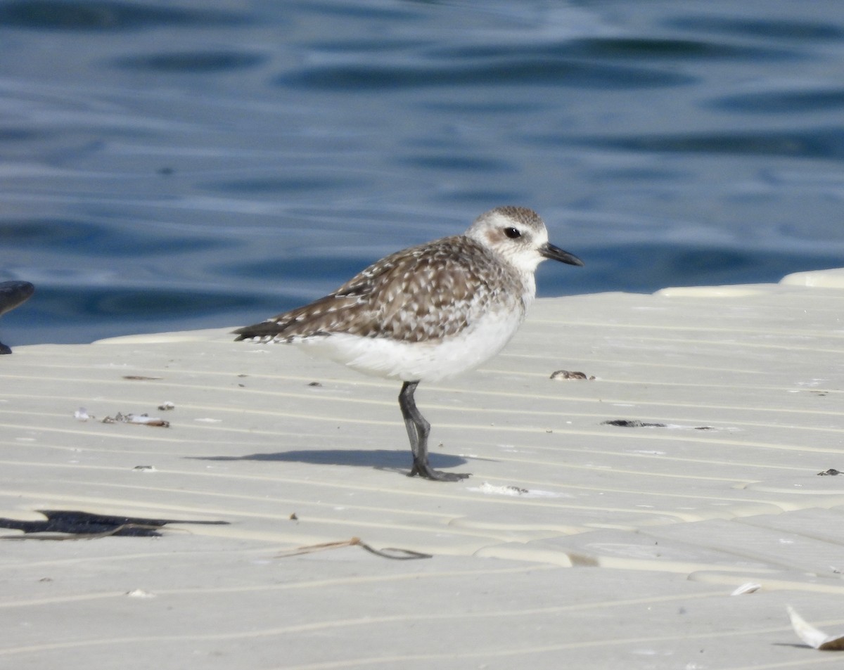 Black-bellied Plover - ML632706148